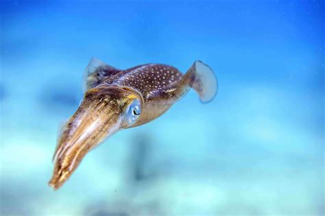 cuttlefish in tagalog|Pagsasalin 'cuttlefish' – Diksiyunaryo Ingles.
